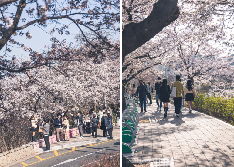 ソウル汝矣島ユンジュン路桜祭り